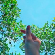 Hoa Xương Rồng