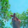Hoa Xương Rồng