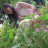 thuynhung